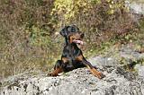 DOBERMANN 422